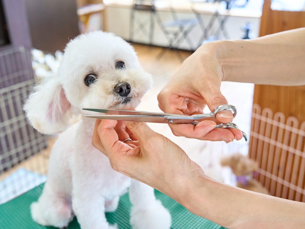 A groomer trimming a small white dog