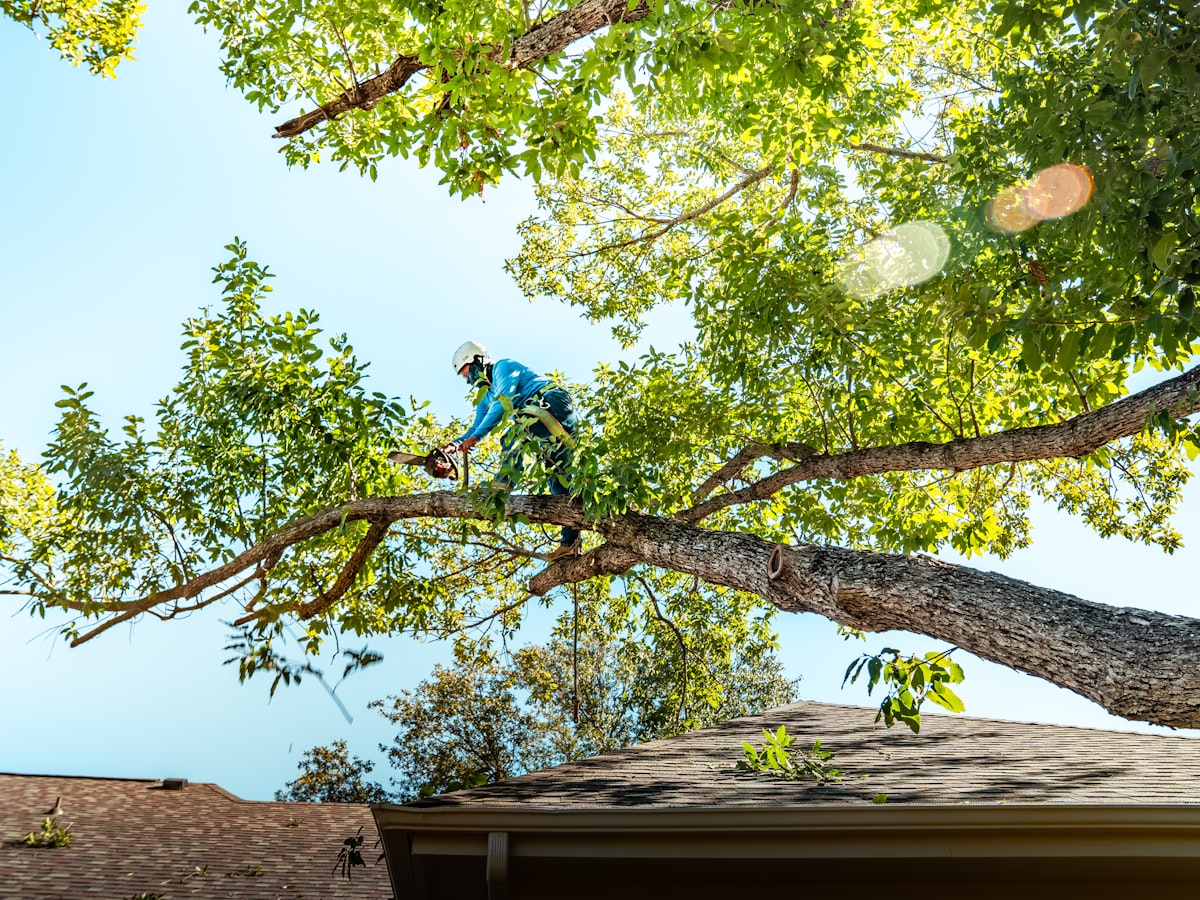 An arborist up a tree cutting a branch